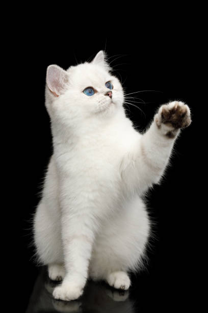 istock British Cat white color with blue eyes on Isolated Black Background 1057061372