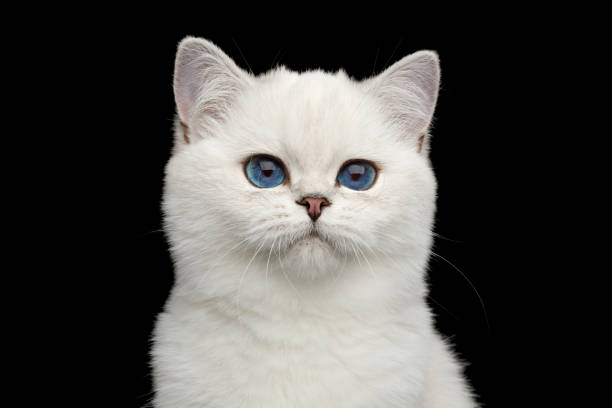 istock British Cat white color with blue eyes on Isolated Black Background 1057061376