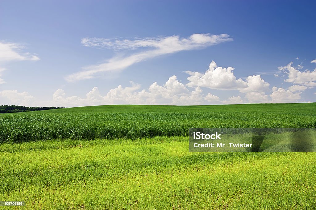 Green Feld - Lizenzfrei Agrarbetrieb Stock-Foto