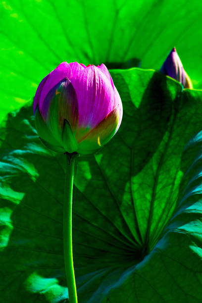 istock Flowers of reincarnation 1057062708