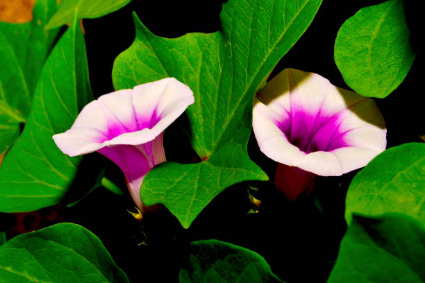 Why sweet potato flowers are lucky\nPerhaps the sweet potato flowers didn't bloom easily, so they didn't occur.\nOriginally, sweet potatoes do not flower well.\nIt is said that once every 100 years, good things happen to the country.     VH533