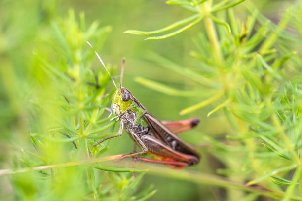 Grasshopper Stenobothrus lineatus hidden in the grass stock photo
