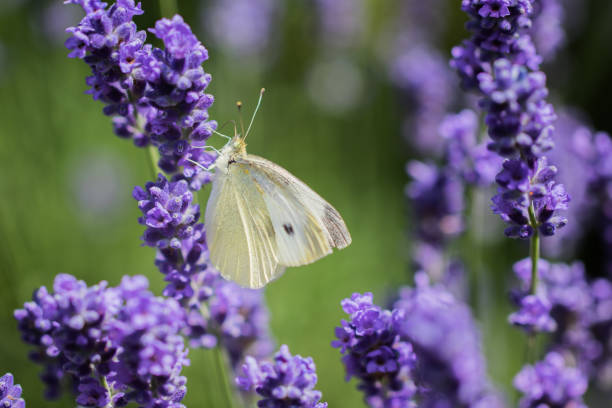 istock Large White (Pieris brassicae) on the lavender in summer 1057063186