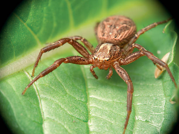 Spider-crab closeup stock photo