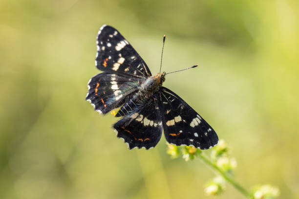 Top View on the butterfly Map (Araschnia levana) stock photo
