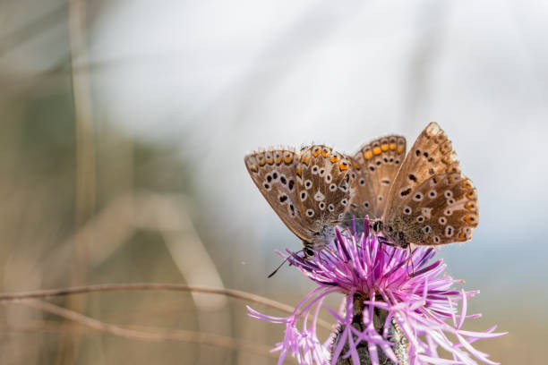 Threesome The Adonis blue (Polyommatus bellargus) drinking nectar from a thistle stock photo