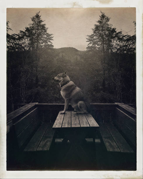 istock dog is sitzung on a table in the mountains 1057064468
