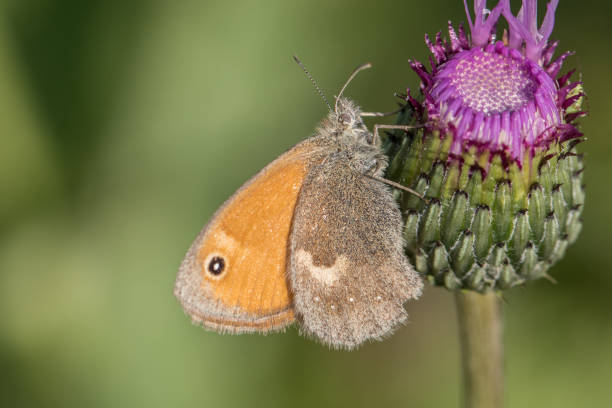 Butterfly Small heath (Coenonympha pamphilus) on thistle stock photo