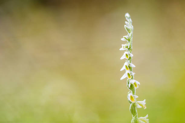 Rare Spiranthes spiralis, commonly known as autumn lady's-tresses stock photo