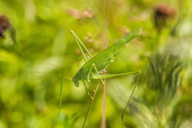 Great Green Bush-Cricket a top of blades stock photo