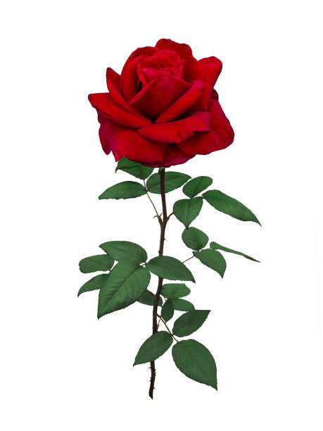 istock Bright red rose with green leaves 1057065010