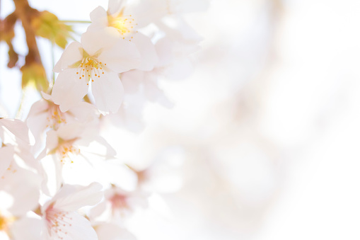 Japanese cherry tree with a soft image. Soft focus. It is bright.