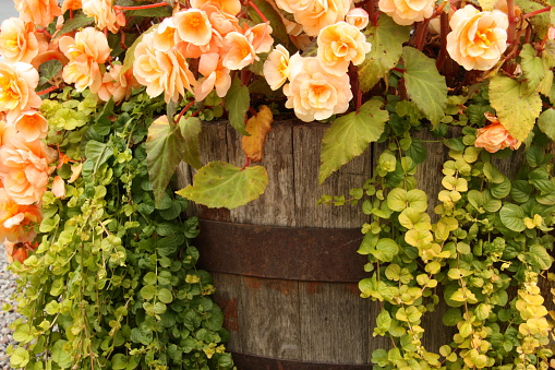 Close up on a old barrel with beautiful flowers in, It is autumn just before the leaves are going to fall.