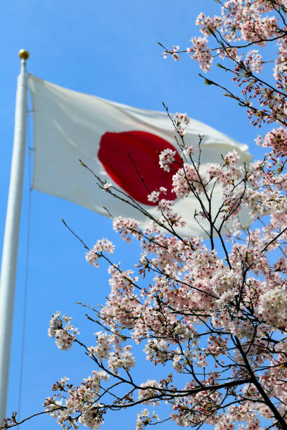일본 국기와 벚꽃 - traditional festival japanese flag japanese culture japan 뉴스 사진 이미지