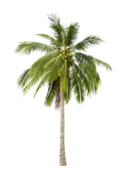 istock Isolated coconut tree on white background Low-cost coconut trees are the economic crops of Thailand, which the Thai people call coconut perfume. 1057067488