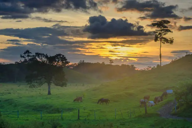 Photograph taken on a trip to the jungle of the Mayan world Petén, we can also appreciate the cattle in this paddock.