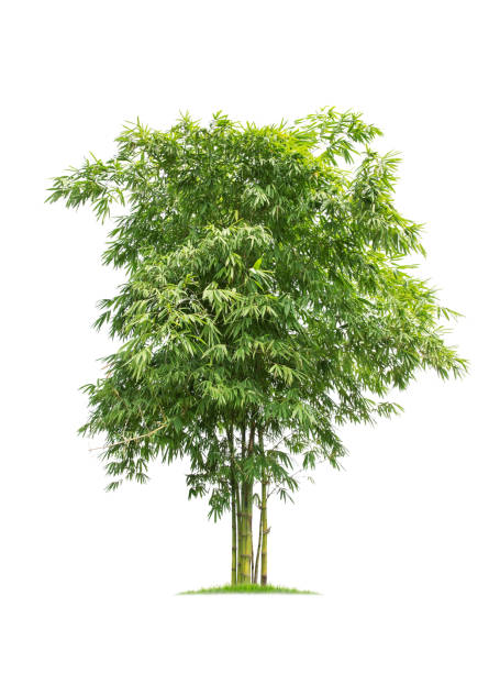 istock isolated big bamboo tree on White Background.Large coconut trees database Botanical garden organization elements of Asian nature in Thailand, 1057067720