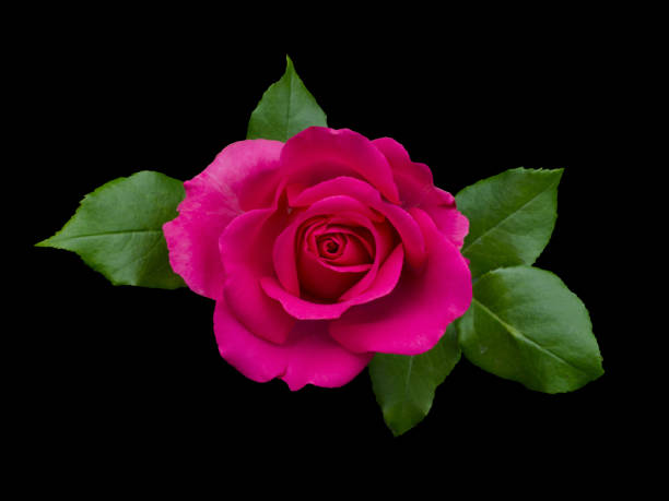 istock beautiful pink rose with green leaves 1057068100