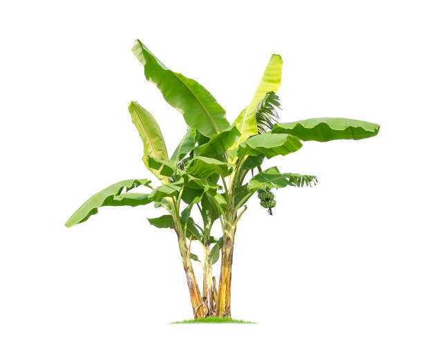 istock isolated big Banana tree on White Background.Large Banana trees database Botanical garden organization elements of Asian nature in Thailand, tropical trees isolated used for design, advertising 1057071304