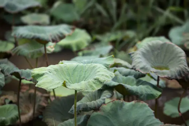 The bud of a lotus flower.Background is the lotus leaf and lotus flower and lotus bud and tree.Shooting location is the Sankeien in Yokohama, Kanagawa Prefecture Japan.