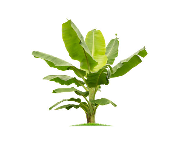 istock isolated big Banana tree on White Background.Large Banana trees database Botanical garden organization elements of Asian nature in Thailand, tropical trees isolated used for design, advertising 1057071370
