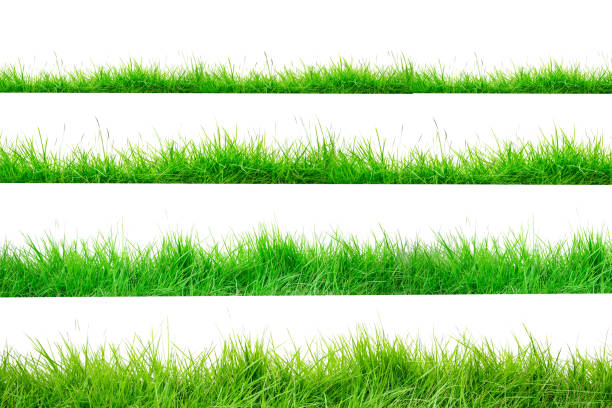 frontera de hierba verde aislado sobre fondo blanco. la colección de la hierba. (hierba de manila) la hierba es nativa de tailandia es muy popular en el patio. - grass fotografías e imágenes de stock