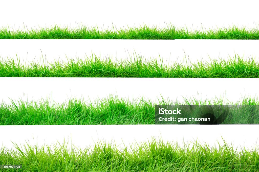 Green Grass Border isolated on white background.The collection of grass.(Manila Grass)The grass is native to Thailand is very popular in the front yard. Grass Stock Photo