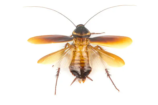 Photo of Cockroach isolated on white background. Cockroaches are flying insects and cockroaches are also carriers of human pathogens.