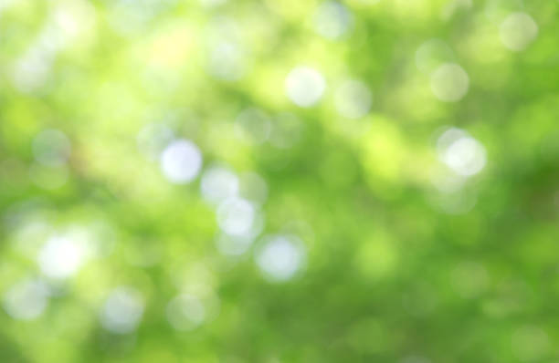 istock Green bokeh on nature abstract blur background green bokeh from tree.Mock up for display.  montage of product,Banner or header for advertise on social media,Spring and Summer. 1057071698
