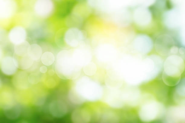 istock Green bokeh on nature abstract blur background green bokeh from tree.Mock up for display.  montage of product,Banner or header for advertise on social media,Spring and Summer. 1057071772
