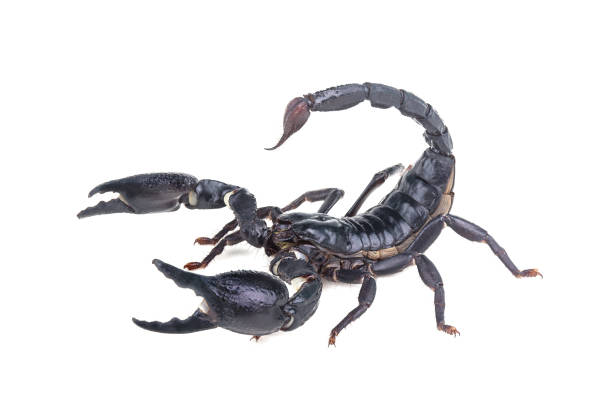 istock Emperor Scorpion, Pandinus imperator, of white background. 1057071796