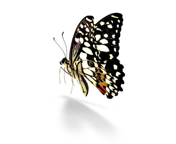 Beautiful butterfly isolated on white background. Variation on different positions of the beautiful butterfly.