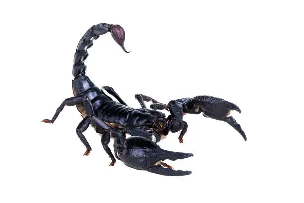 Photo of Emperor Scorpion, Pandinus imperator, of white background.