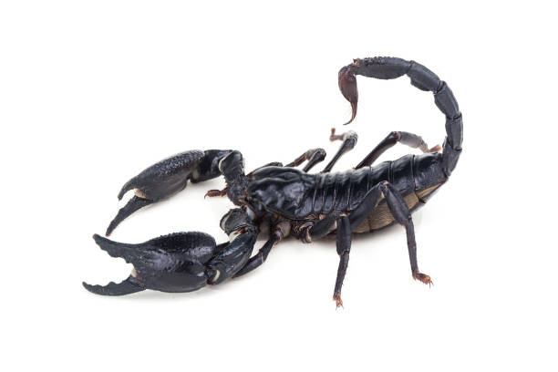 istock Emperor Scorpion, Pandinus imperator, of white background. 1057071888