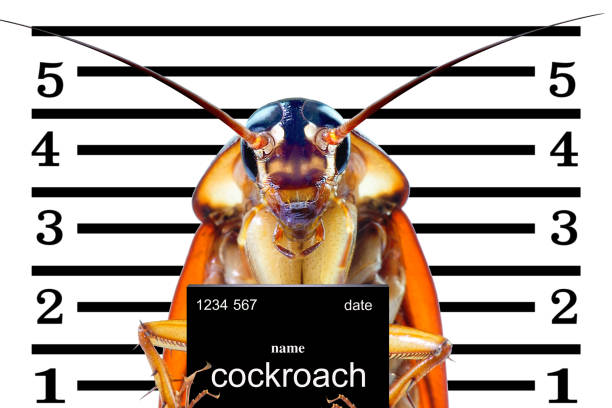 Image of cockroaches arrested.The charges against ,Mr cockroaches, invading the home kitchen. concept protection against termites, cockroaches, fleas, agricultural pests. Image of cockroaches arrested.The charges against ,Mr cockroaches, invading the home kitchen. concept protection against termites, cockroaches, fleas, agricultural pests. cockroach photos stock pictures, royalty-free photos & images