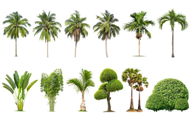 izolowane duże drzewo na białym tle ,kolekcja drzew. duże drzewa bazy danych ogród botaniczny elementy organizacji przyrody azjatyckiej w tajlandii, drzewa tropikalne izolowane wykorzystywane do projektowania, - tree shade large growth zdjęcia i obrazy z banku zdjęć