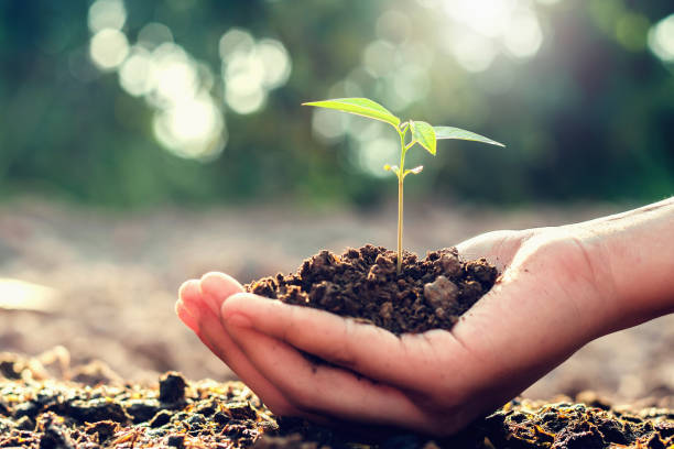 istock small tree growing on hand and sunshine. concept eco 1057072206