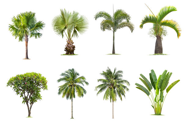 istock Coconut and palm trees Isolated tree on white background , The collection of trees.Large trees are growing in summer, making the trunk big. 1057073870