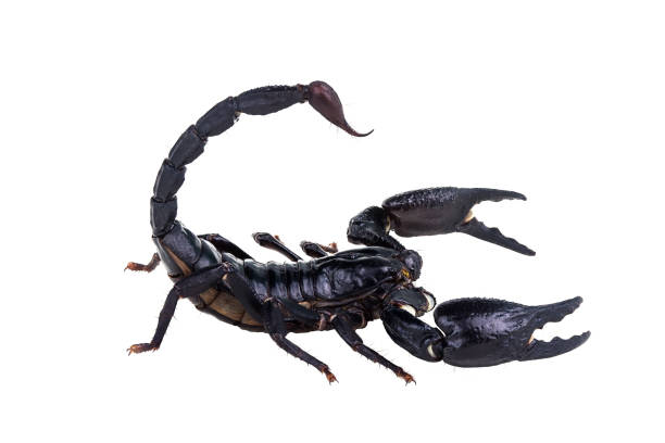 istock Emperor Scorpion, Pandinus imperator, of white background. 1057073878