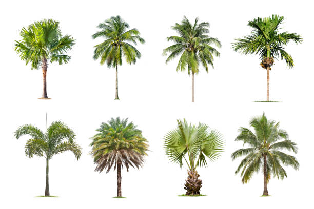 istock Coconut and palm trees Isolated tree on white background , The collection of trees.Large trees are growing in summer, making the trunk big. 1057073994