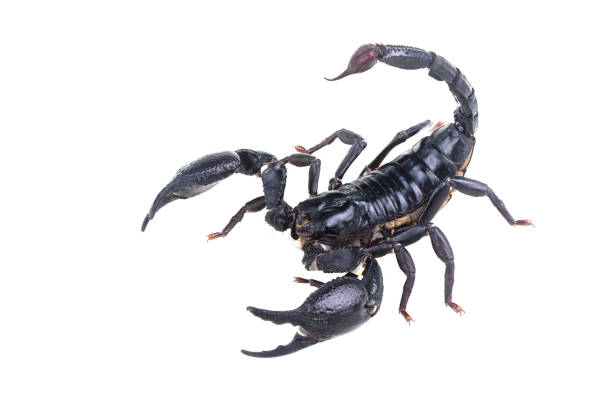 istock Emperor Scorpion, Pandinus imperator, of white background. 1057074004