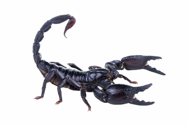 istock Emperor Scorpion, Pandinus imperator, of white background. 1057074142