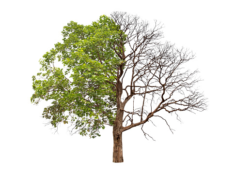 Concept of doubleness. Dead tree on one side and living tree on the different side. Isolated on a white background.