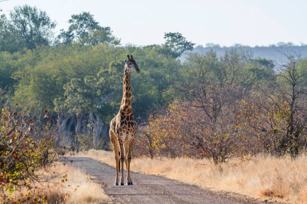 istock Giraffe in Kruger National park, South Africa 1057079908