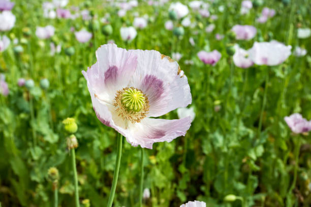 istock Opium Poppy Field (Turkey / Denizli) agriculture view. 1057082866