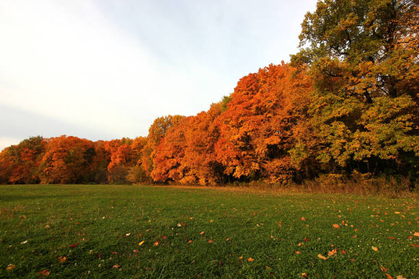 istock autumn forest with yellow leaves 1057084556