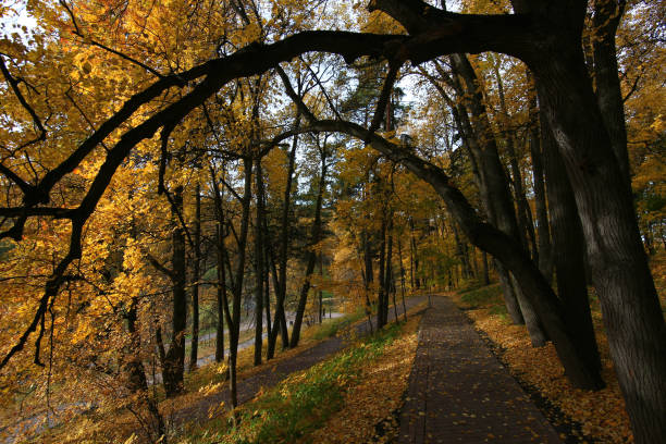 istock autumn forest with yellow leaves 1057084614