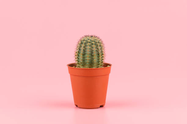 istock A small cactus in a flowerpot for decorated against pastel pink background. 1057090688