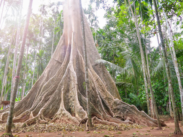 istock Ficus albipila, giant tree at Uthaithani, Thailand 1057092390