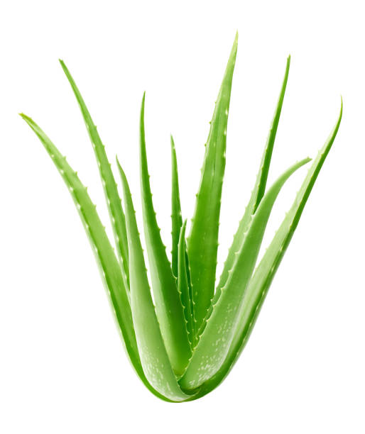 Aloe Vera plant isolated on white background - clipping path included Aloe Vera plant isolated on white background - clipping path included aloe vera gel stock pictures, royalty-free photos & images